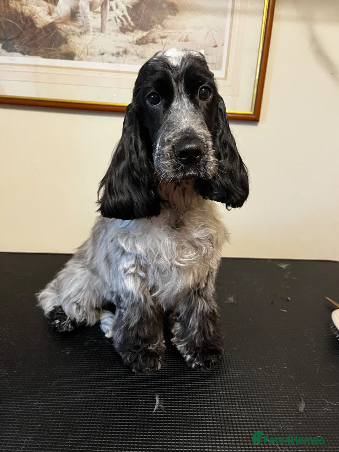 Cocker Spaniel dogs for sale: 6 month KC Show Lines Blue Roan  - Advert 1
