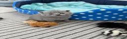 Scottish Fold cats for sale: British Shorthair and Scottish Fold kittens - Advert 5
