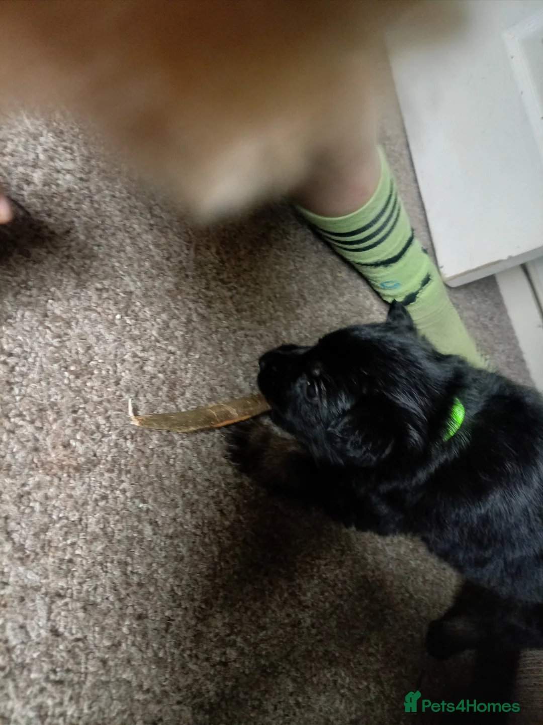 German Shepherd dogs for sale: German Shepherd - Advert 2