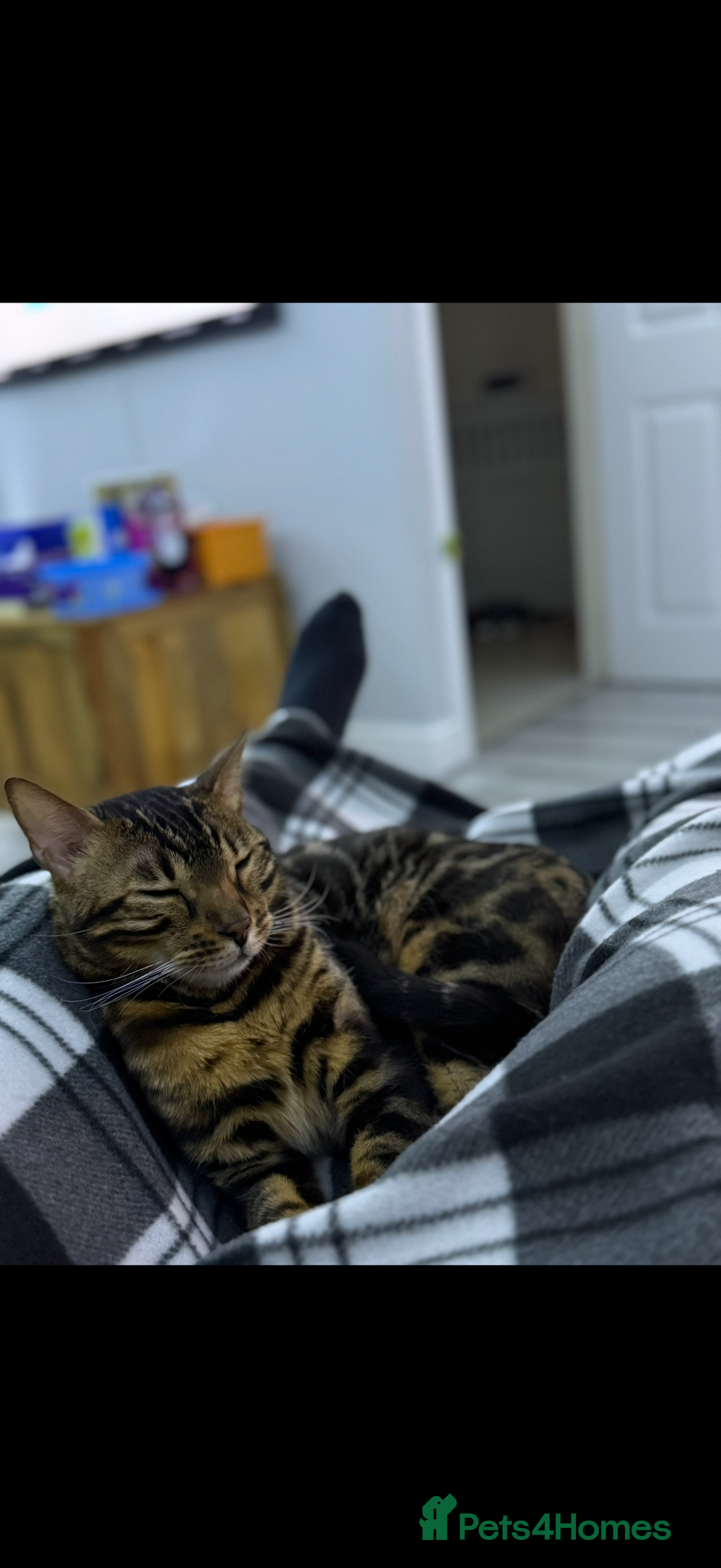 Bengal cats for sale: Pure breed bengal  - Advert 2