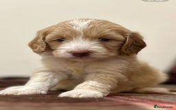 Cockapoo dogs for sale: stunning toy cockapoo  - Advert 24