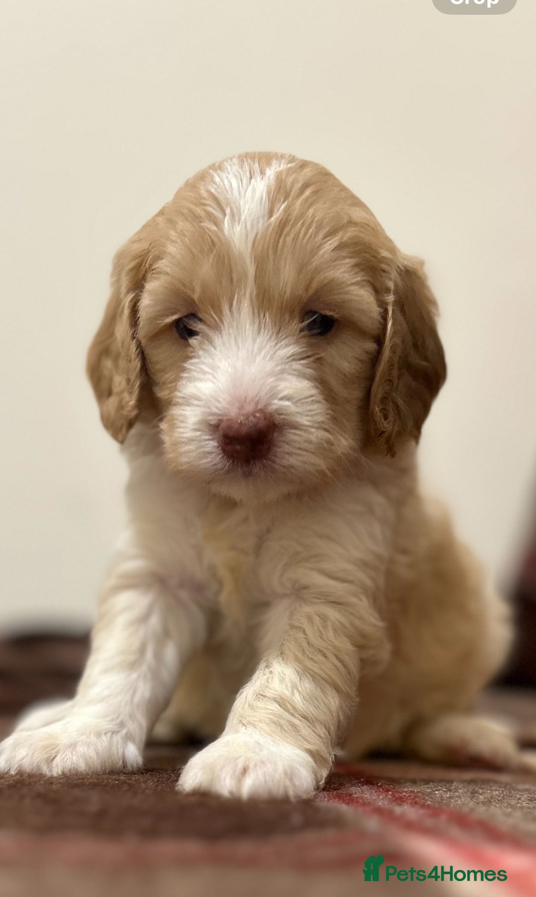 Cockapoo dogs for sale: stunning toy cockapoo  - Advert 24