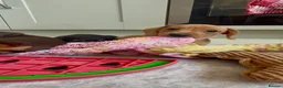 Miniature Dachshund dogs for sale: Pra hereditary clear mini smooth dachshund  - Advert 3