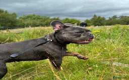 French Bulldog dogs for sale: 💙🐾French Bulldog for Sale🐾💙 - Image 2