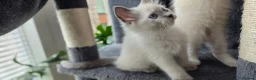 Ragdoll cats for sale: Ragdoll kittens 💉🩺 vaccinated & microchipped - Advert 26