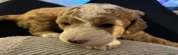 Cockapoo dogs for sale: Beautiful F1 puppies due Aug 15th!  - Advert 5