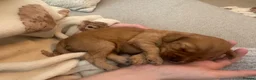 Cockapoo dogs for sale: Beautiful Cockapoo puppies  in Bicester - Advert 10