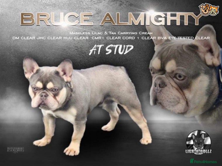 French Bulldog dogs BRUCE ALMIGHTY (MASKLESS) Lilic and tan - Advert 2