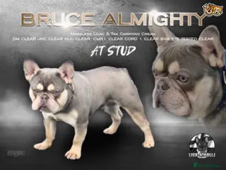 French Bulldog dogs BRUCE ALMIGHTY (MASKLESS) Lilic and tan - Advert 2