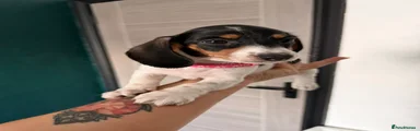 Dachshund 4