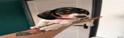 Dachshund dogs for sale: 4 adorable small dachshund girls available  - Advert 2