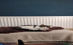 Domestic Shorthair cats for adoption: Sam & Olly, super cuddly brothers  - Image 2