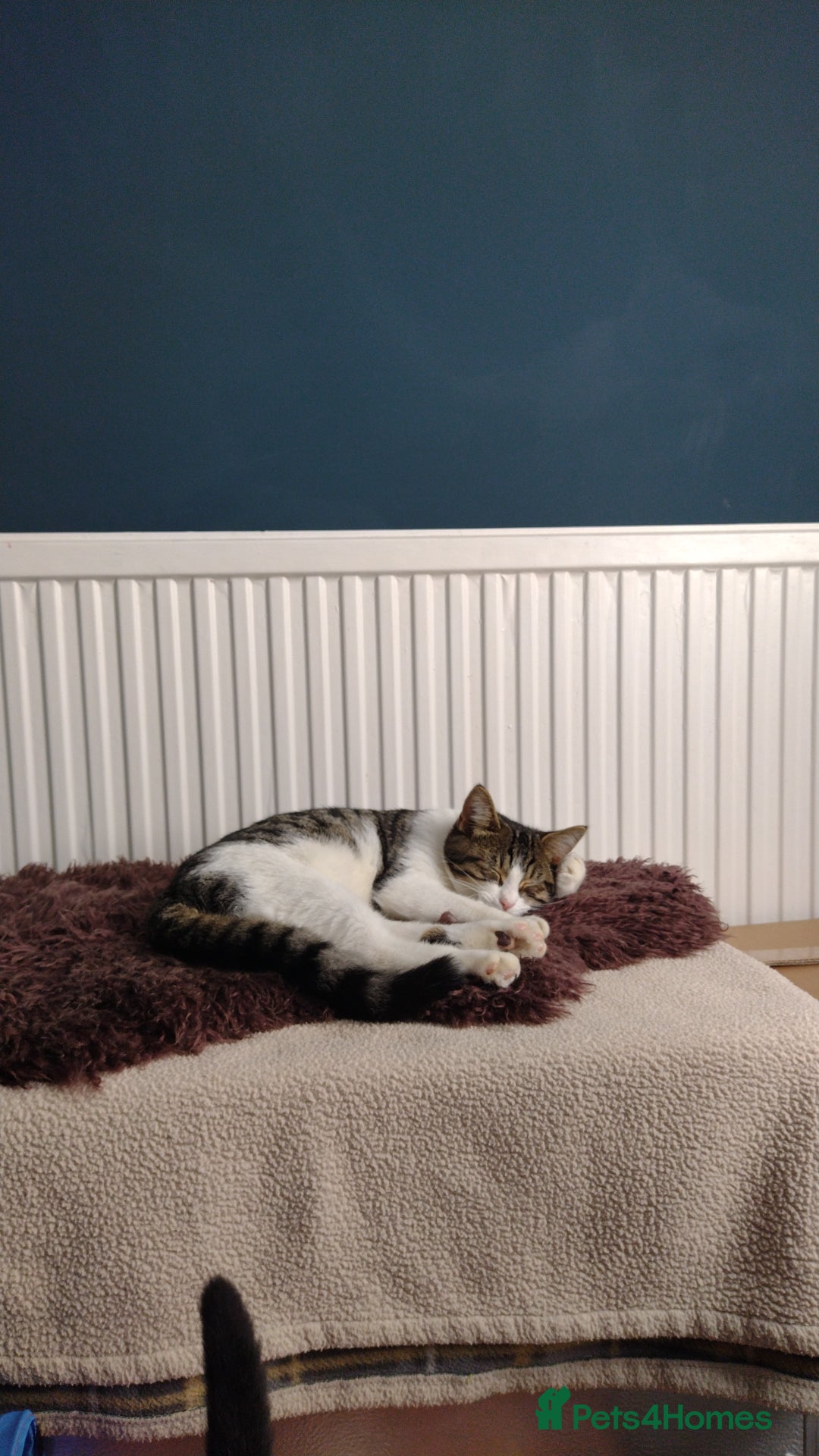 Domestic Shorthair cats for adoption: Sam & Olly, super cuddly brothers  - Image 2