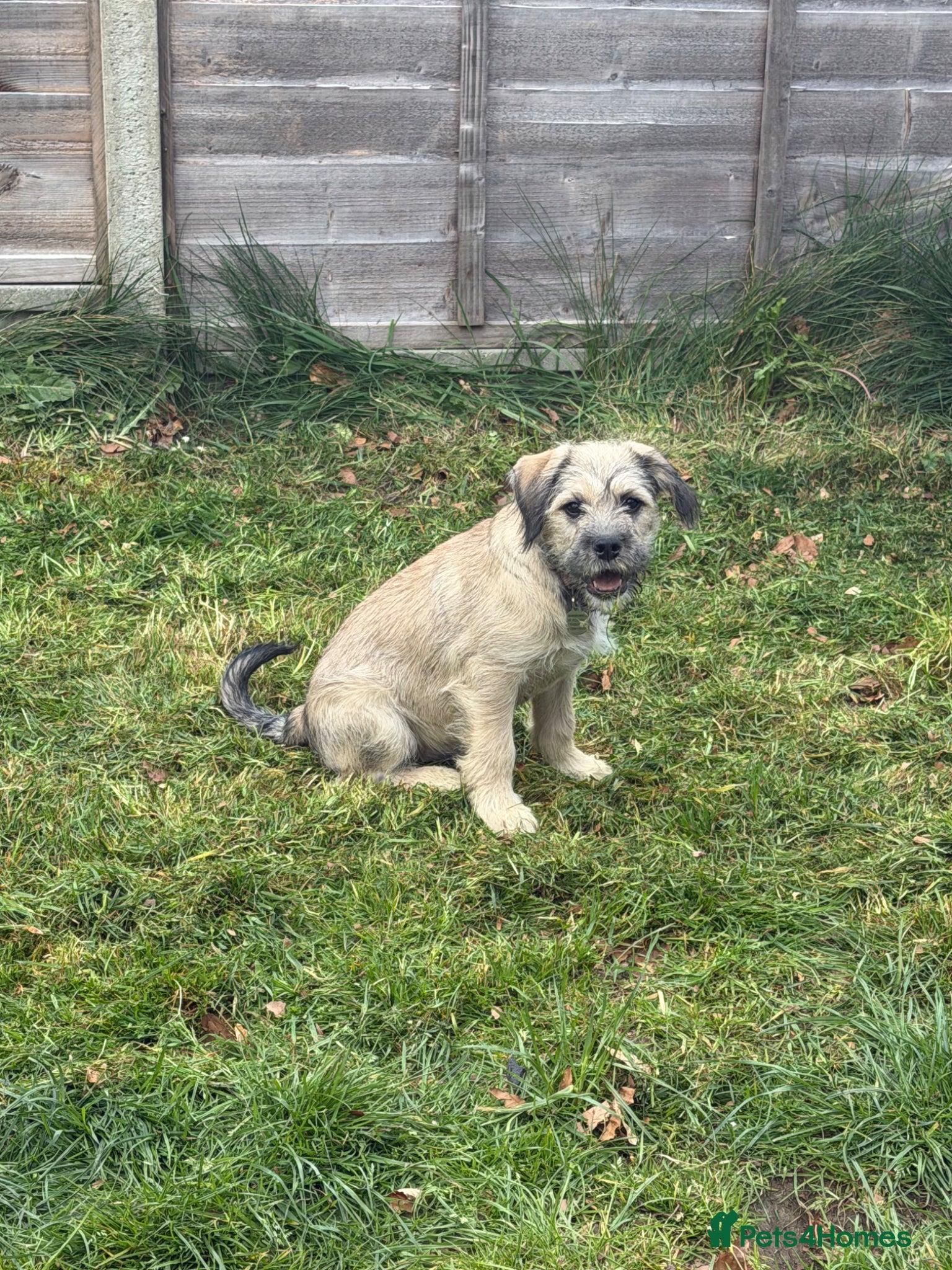Mixed Breed dogs Sweet Rocco looking for new home - Advert 1