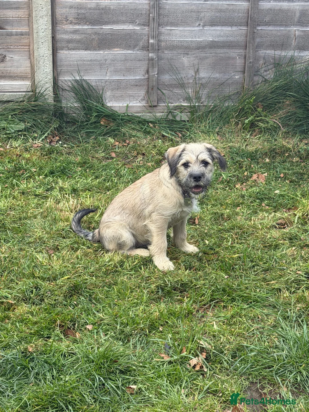 Mixed Breed dogs for sale: Sweet Rocco looking for new home - Advert 1