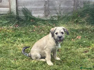 Mixed Breed dogs Sweet Rocco looking for new home - Advert 5