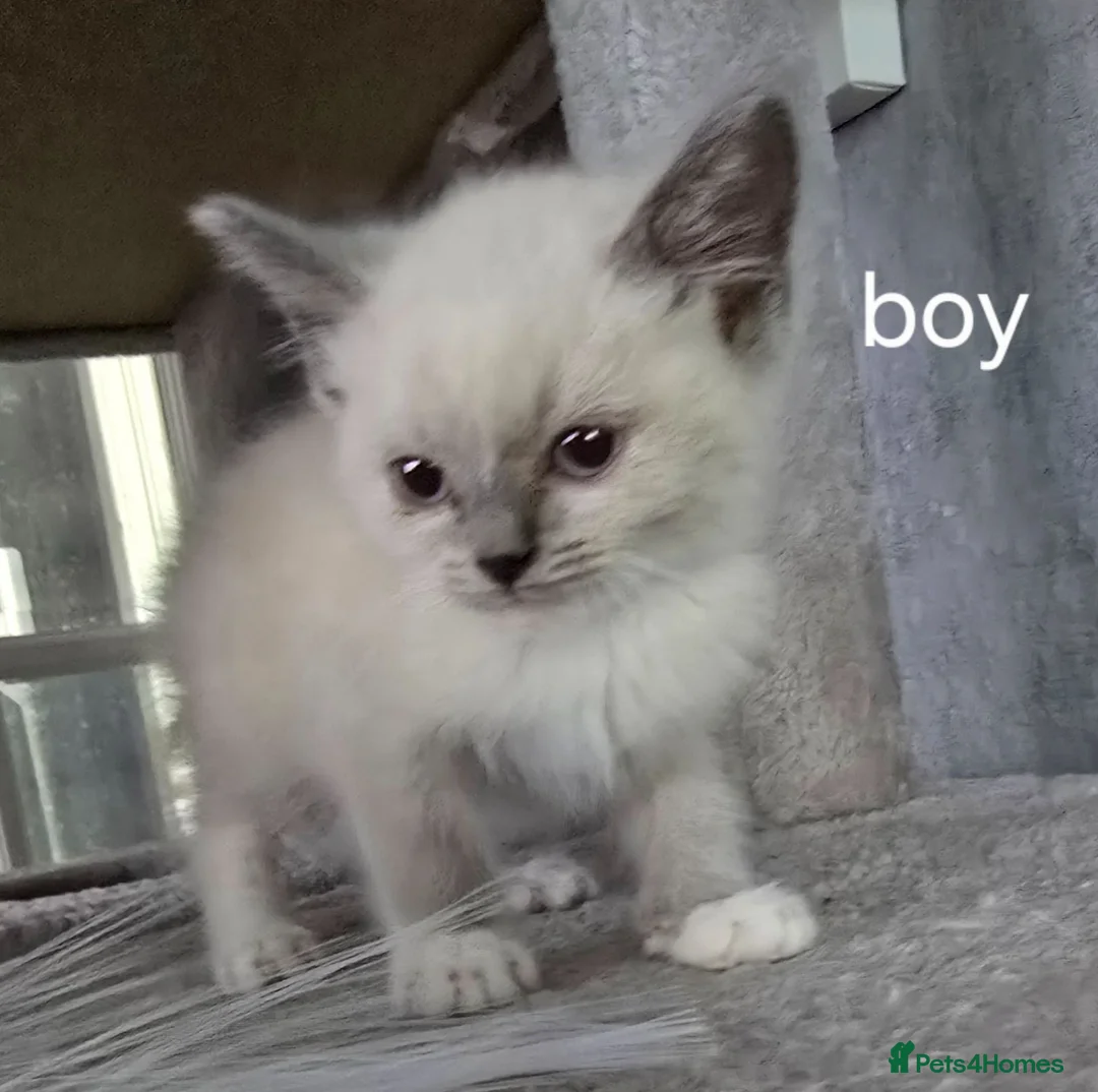 British Shorthair cats for sale: British shorthair x ragdoll - Advert 2