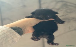 Mixed Breed cats for sale: Beautiful Kittens READY NOW - Image 12