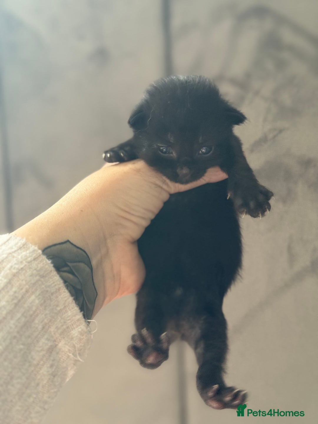 Mixed Breed cats for sale: Beautiful Kittens READY NOW - Image 12