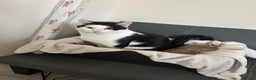 Manx cats for sale: 8 month old cat (black and white)  - Advert 1