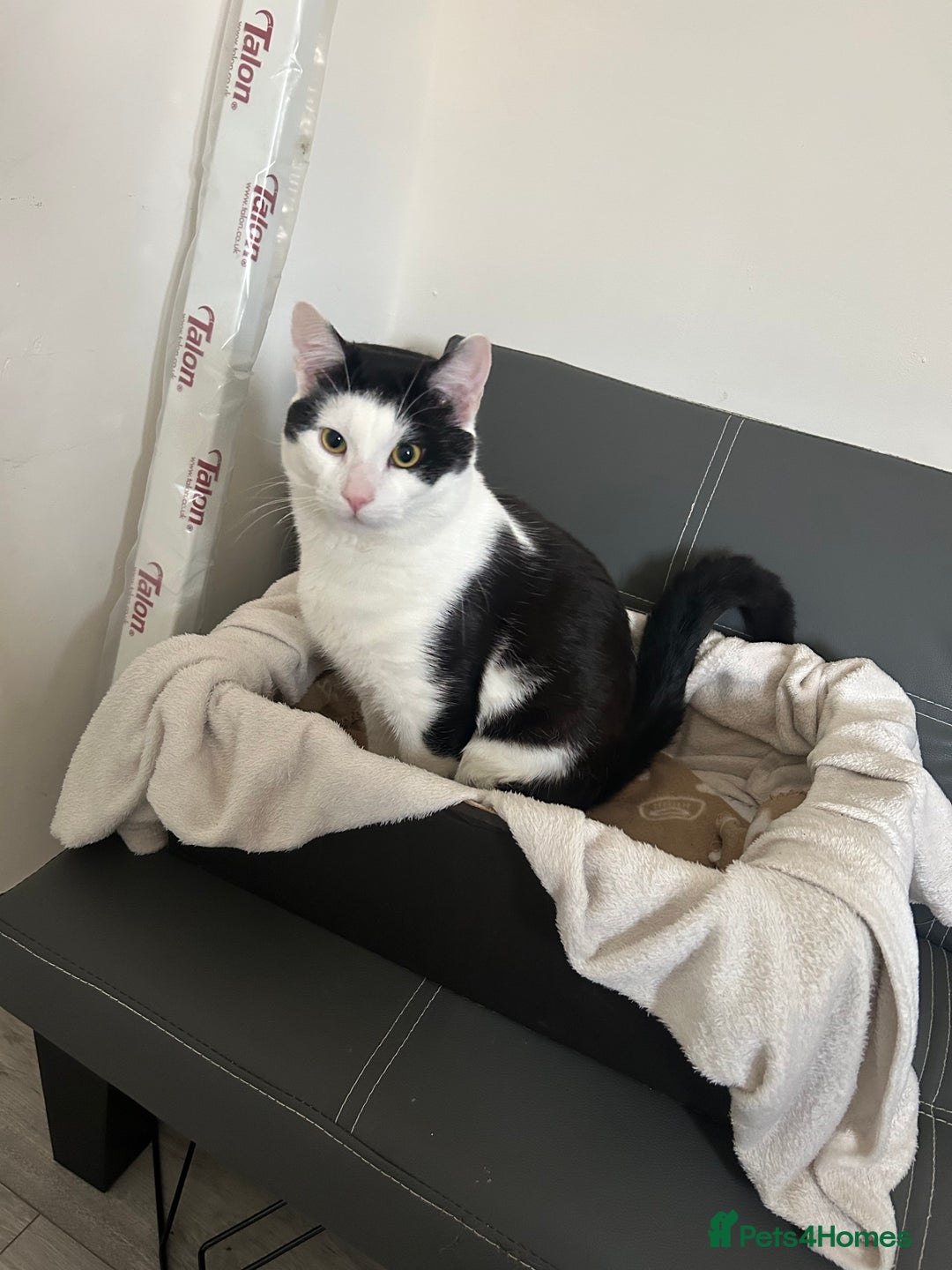 Manx cats for sale: 8 month old cat (black and white)  - Advert 1