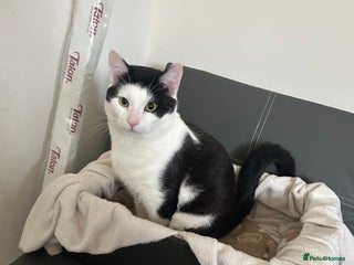 Manx cats ** my cat for free - Advert 1