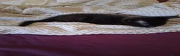 British Shorthair cats for sale: Twin brothers - Advert 2