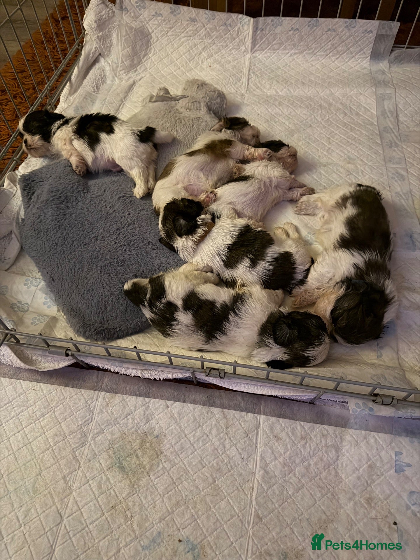 Shih Tzu dogs for sale: Shih Tzu puppies - Advert 6
