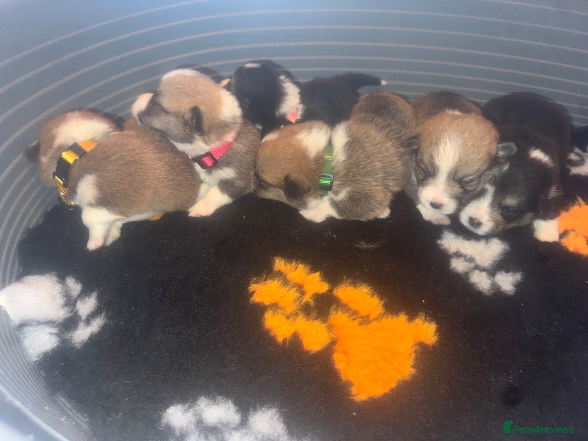 Welsh Corgi Pembroke dogs Kc pembroke corgi puppies - Advert 6