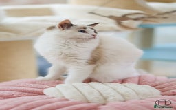 Ragdoll cats for sale: Rare colour GCCF kittens from Champion lines - Image 8