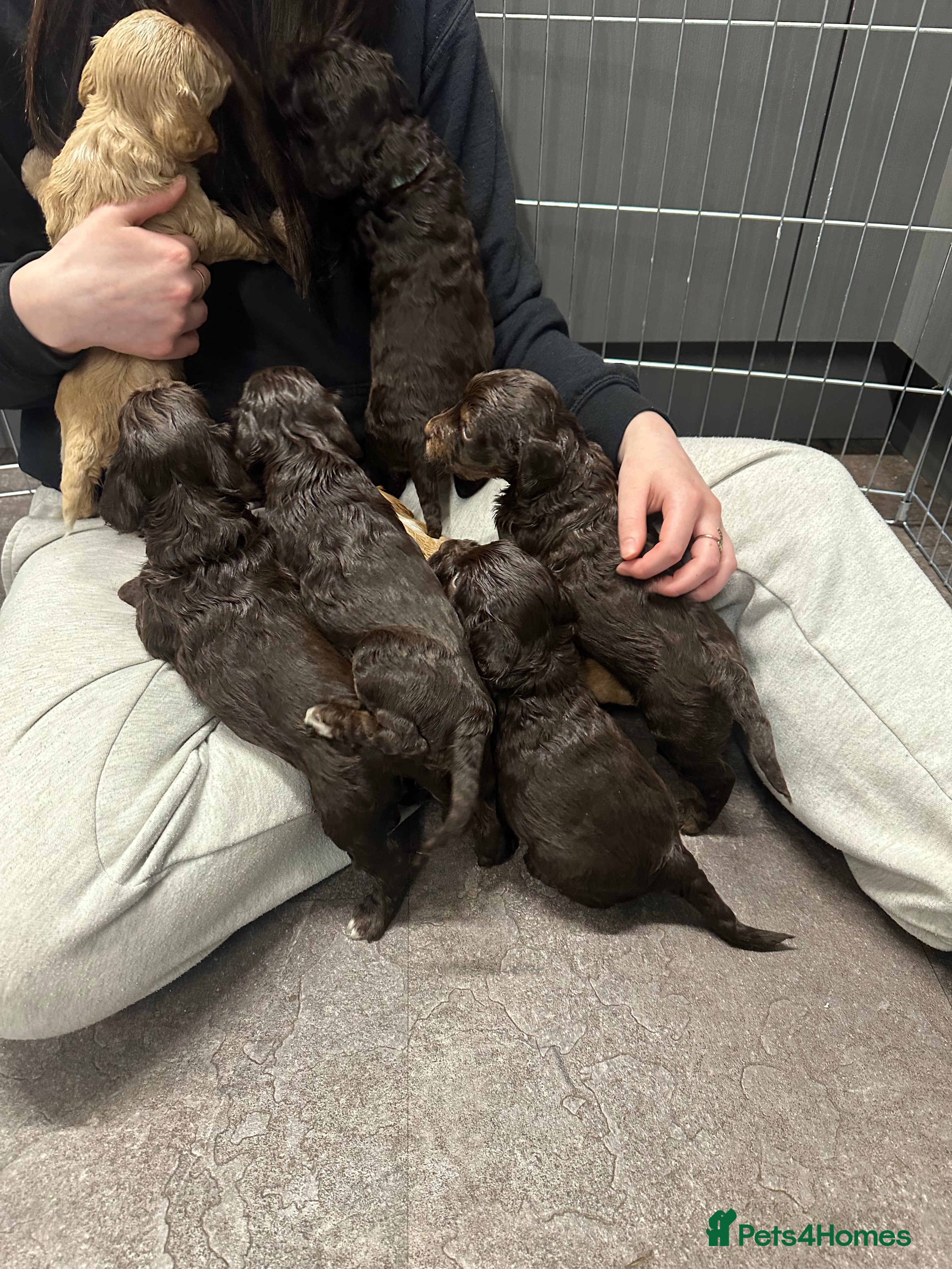 Poochon dogs Gorgeous Cockerpoochons  - Advert 9