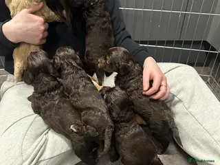 Poochon dogs Gorgeous Cockerpoochons - Advert 9