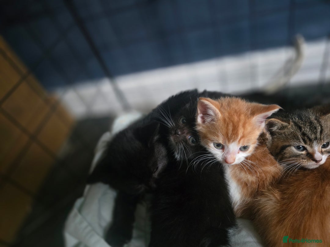 British Shorthair cats for sale: Adorable kittens - Advert 8