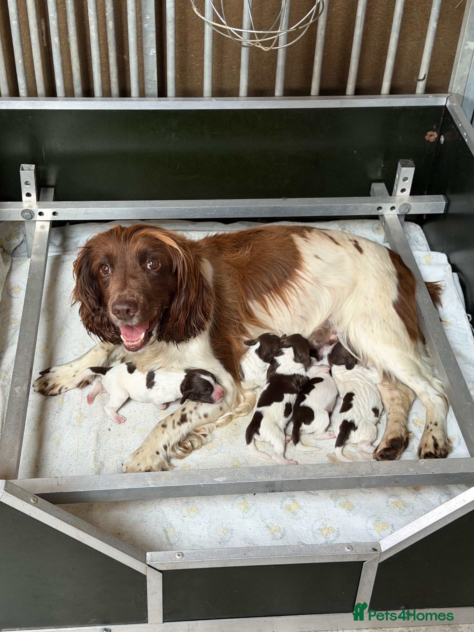 English Springer Spaniel dogs Fabulous Springer Spaniel puppies for sale - Advert 1