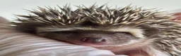 Pygmy Hedgehog rodents for sale: African Pygmy Hedgehog  in Eastleigh - Advert 10