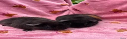 Guinea Pig rodents for sale: 2 Teddy brothers  - Advert 1