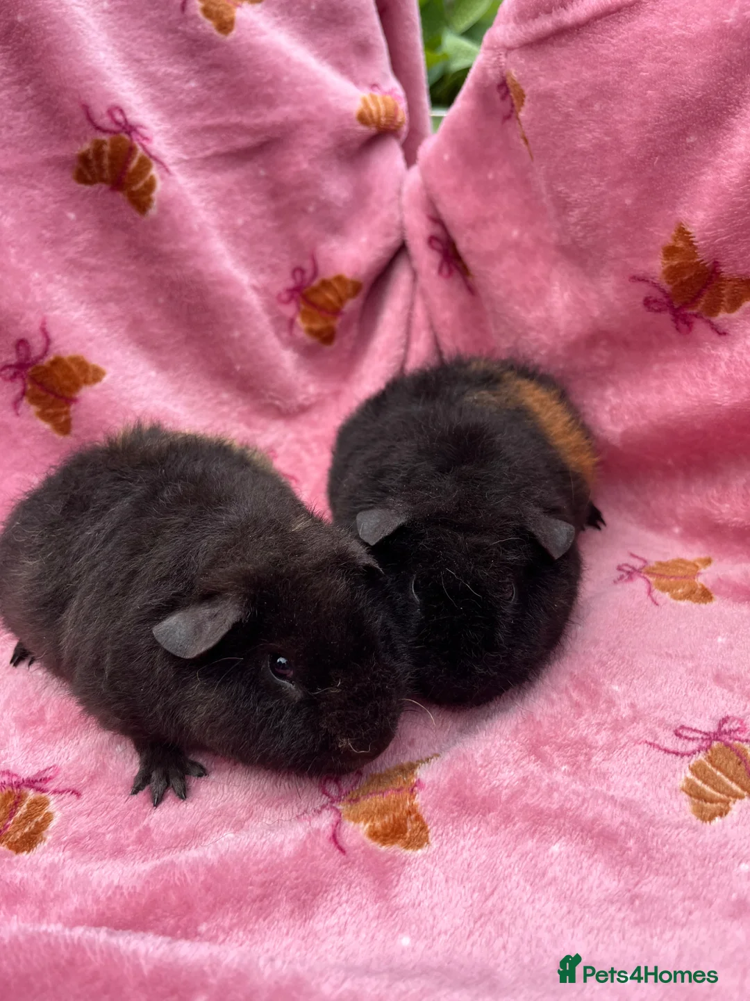 Guinea Pig rodents for sale: 2 Teddy brothers  - Advert 1