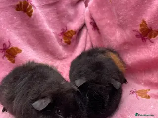 Guinea Pig rodents 2 Teddy brothers - Advert 2