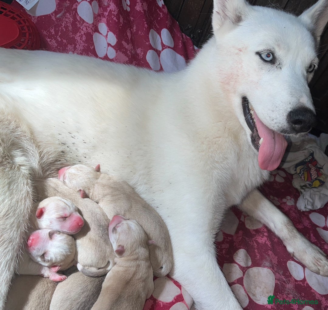Siberian Husky dogs for sale: Last Male Pure White Siberian Husky  - Image 2