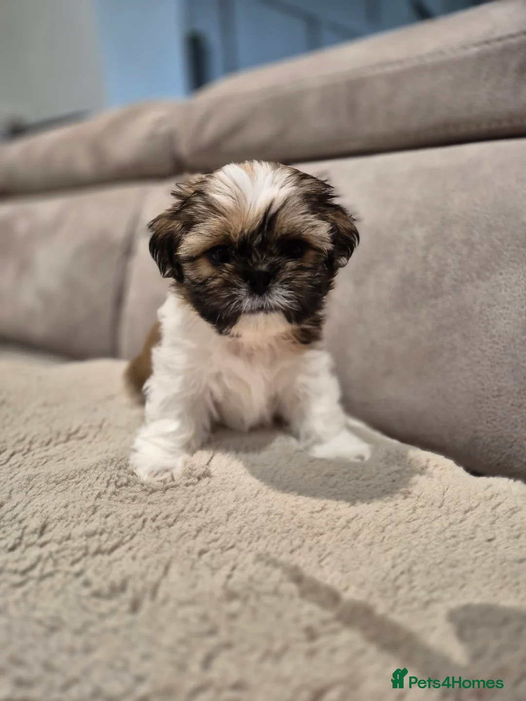 Shih Tzu dogs for sale: KC Registered Shih Tzu Puppies - Home Raised - Advert 27