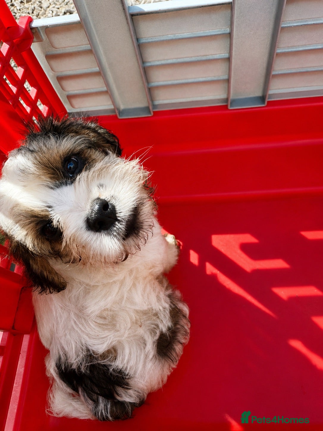 Mixed Breed dogs 🐾£750 last Male Terrier Puppy – Ready Now 🐾 - Advert 2