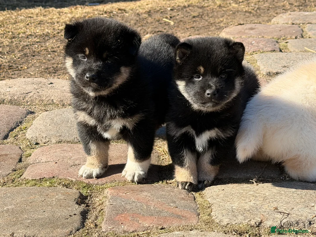Japanese Shiba Inu dogs for sale: Champion Bloodline Shiba Inu Puppies  - Advert 1