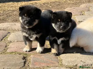 Japanese Shiba Inu dogs Champion Bloodline Shiba Inu Puppies - Advert 15