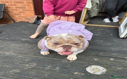 English Bulldog dogs for sale: Bella Baby - Image 16