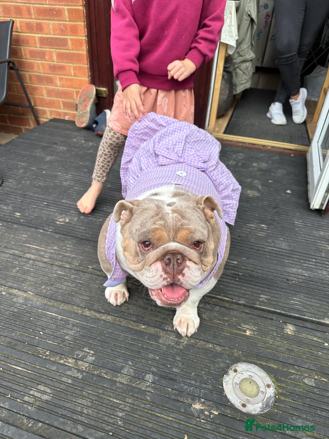 English Bulldog dogs for sale: Bella Baby - Advert 16