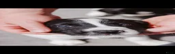 English Springer Spaniel dogs for sale: Quality English Springer Spaniel puppies for sale - Advert 7