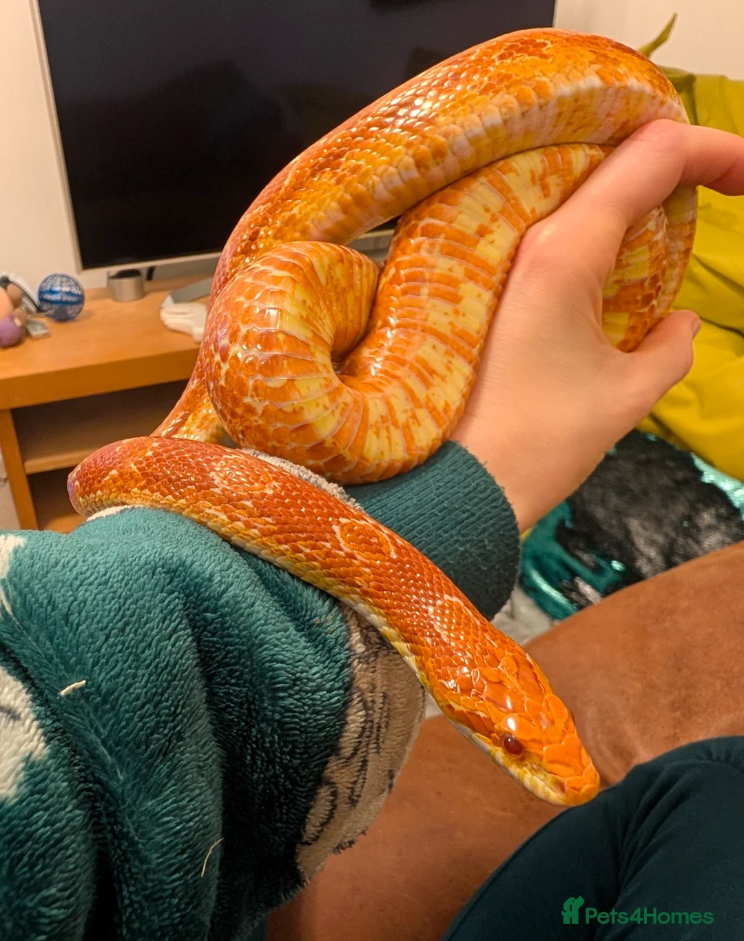 Corn Snake reptiles for sale: Friendly corn snake and enclosure  - Advert 2