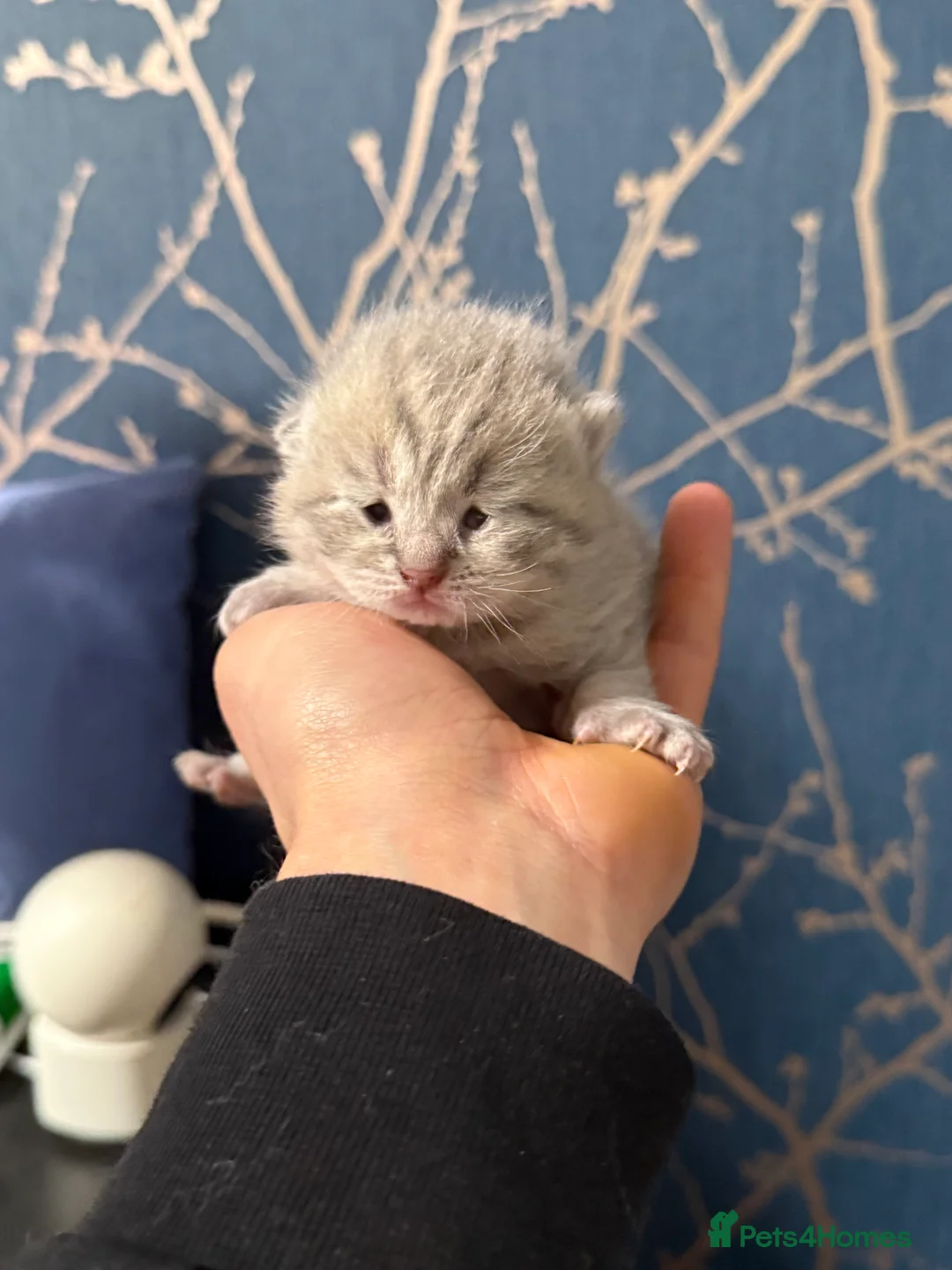 British Shorthair cats for sale: BSH kittens - Advert 18