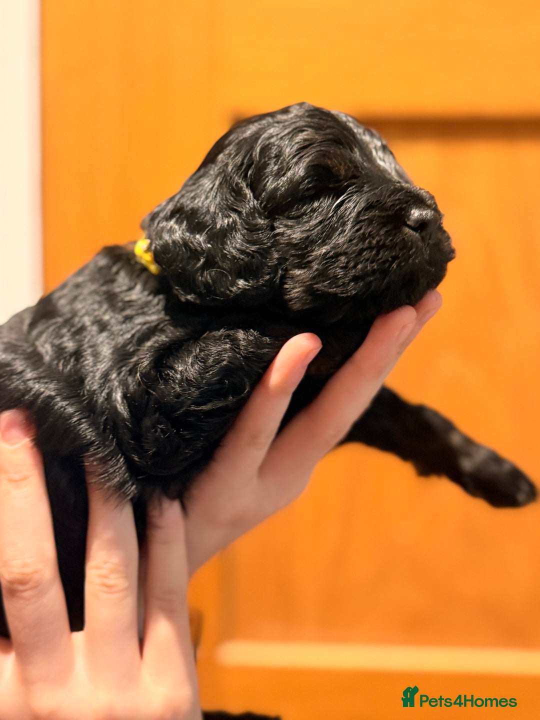 Cockapoo dogs for sale: Toy cockerpoo puppies  - Advert 8