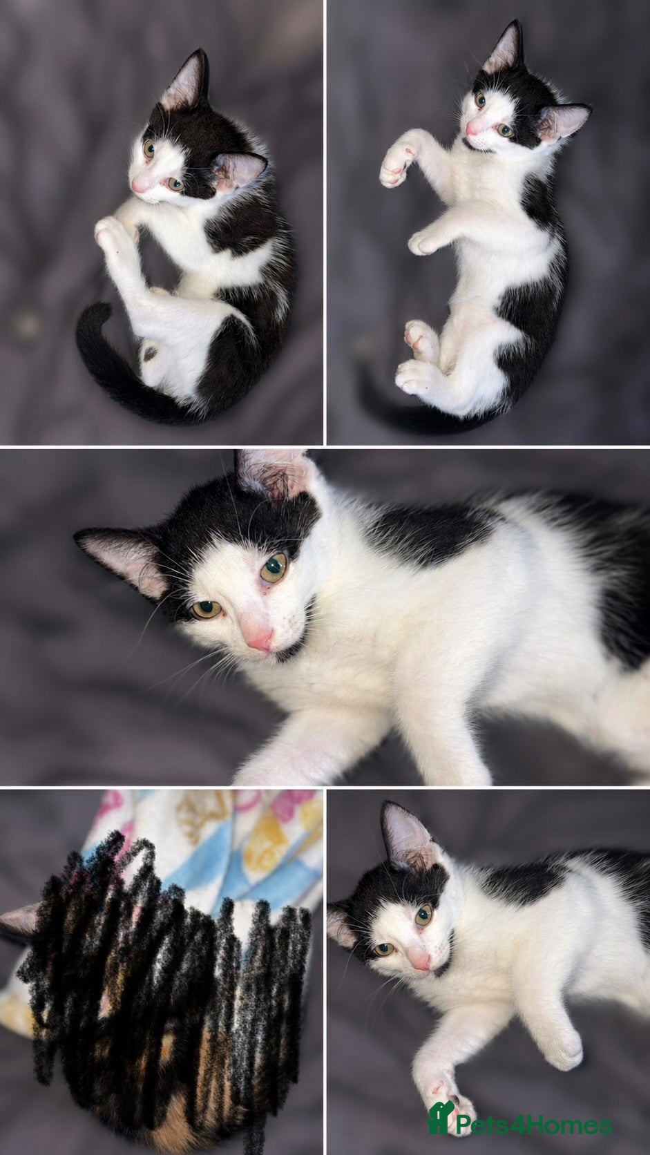 Domestic Shorthair cats 2 male Kitten for sale!  - Advert 1